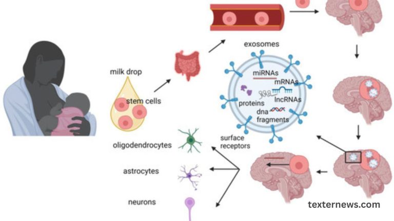Epigenetics at Birth Links Microbiome to Neurodevelopment Risks